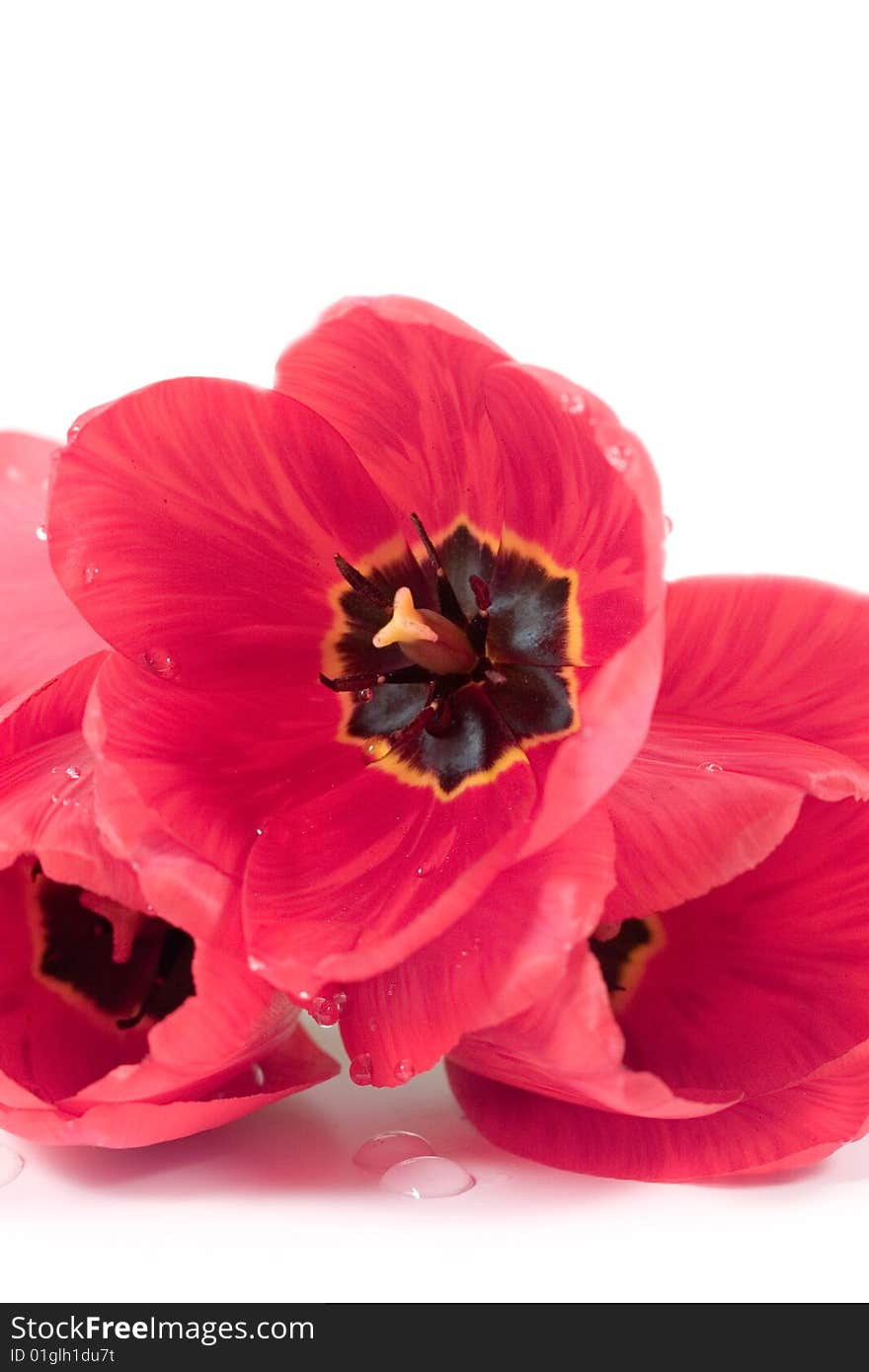 Red tulips isolated on a white background