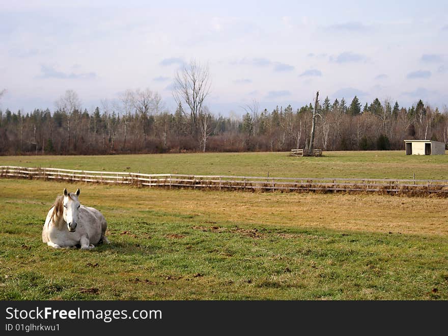 A beautiful white horse soaks up the sun on this horse ranch. A beautiful white horse soaks up the sun on this horse ranch.