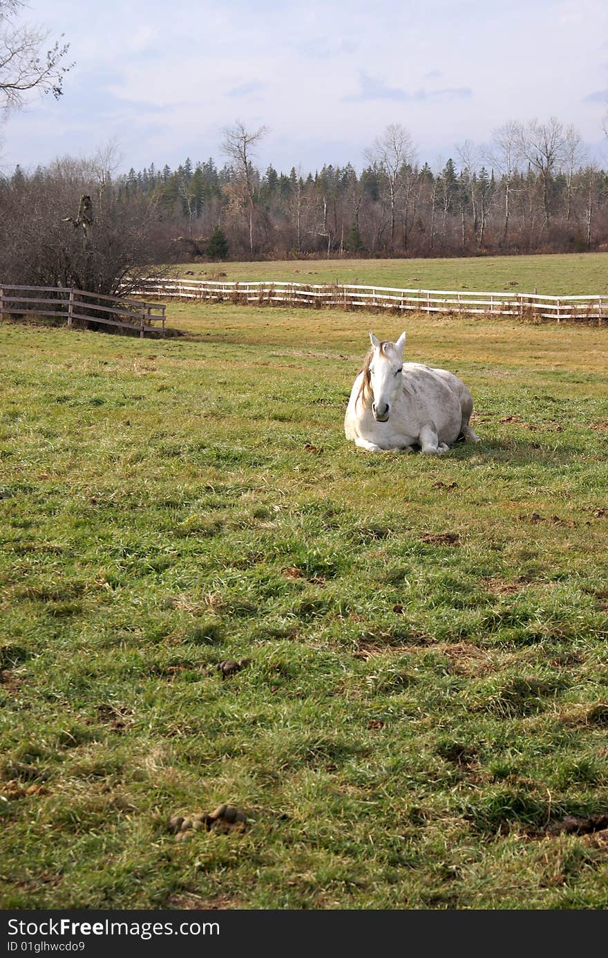 Sunbathing White Horse