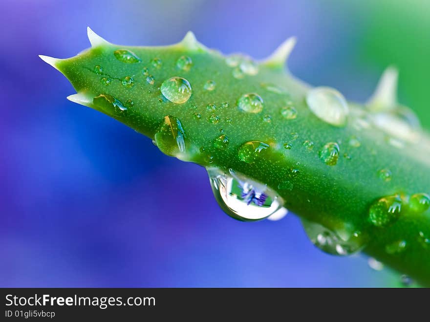 Aloe after the rain close up.