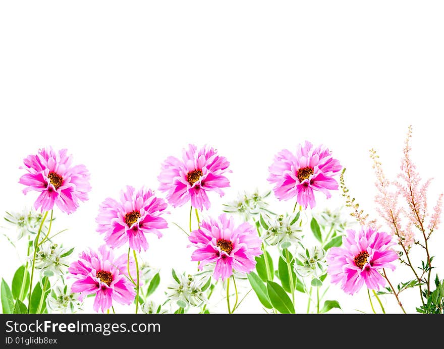 Pink flowers isolated on a white background