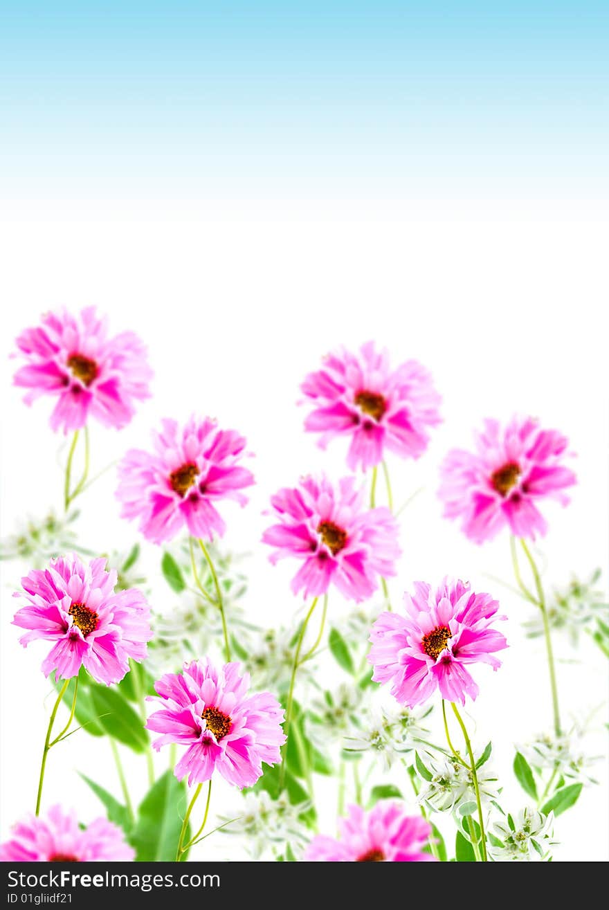 Pink flowers on a white background