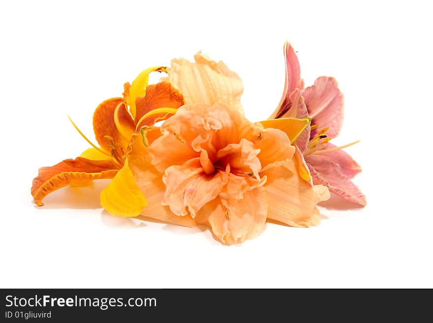 Composition from lilies on a white background