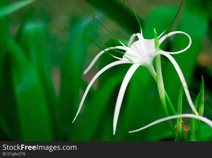 White flower