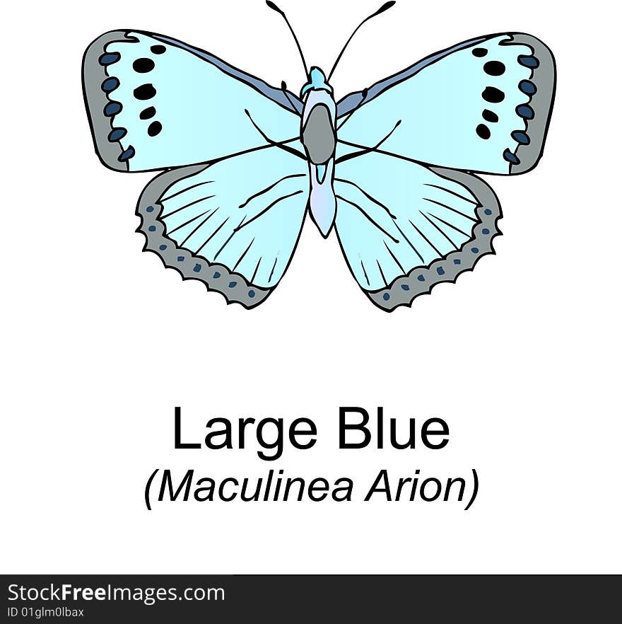 Large Blue Butterfy