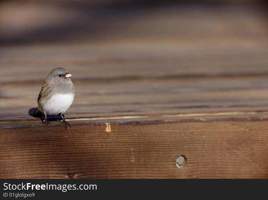 Dark-eyed Junco on deck