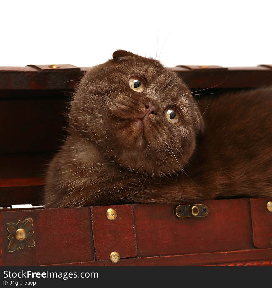 A chocolate kitten is in a trunk. Portrait of kitten on a white background.