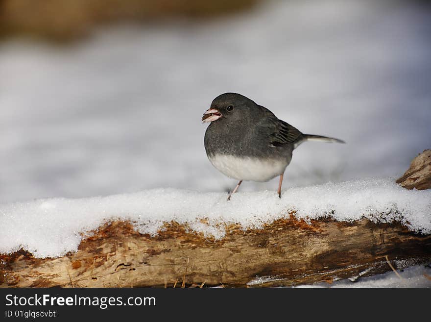 Dark-eyed Junco