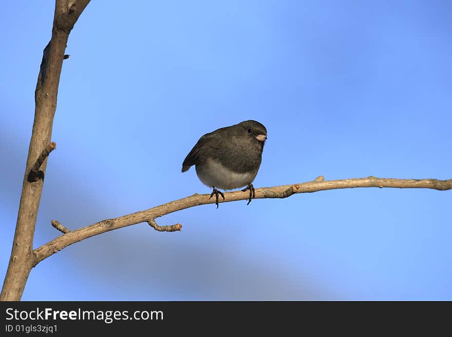 Dark-eyed Junco