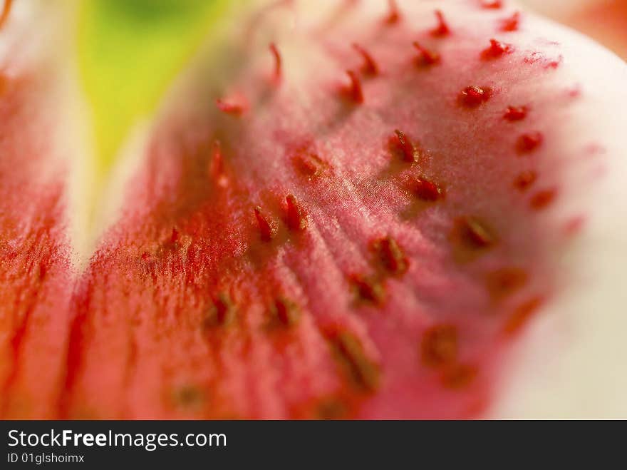 Watermelon Lily