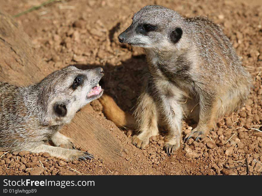 Two Meerkats Frolicking with each other