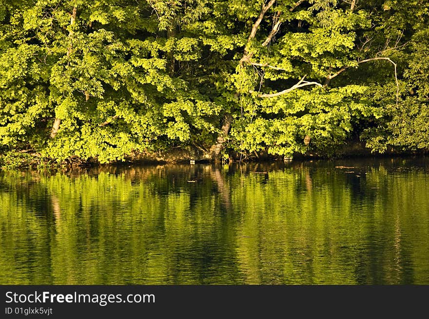 Reflection of bright green trees on lake. Reflection of bright green trees on lake