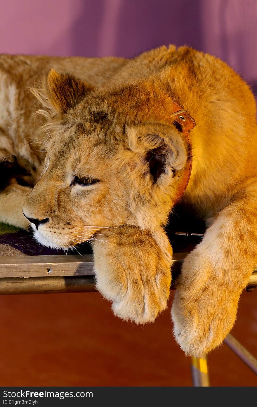 Portrait of young lion by the closeup. Portrait of young lion by the closeup