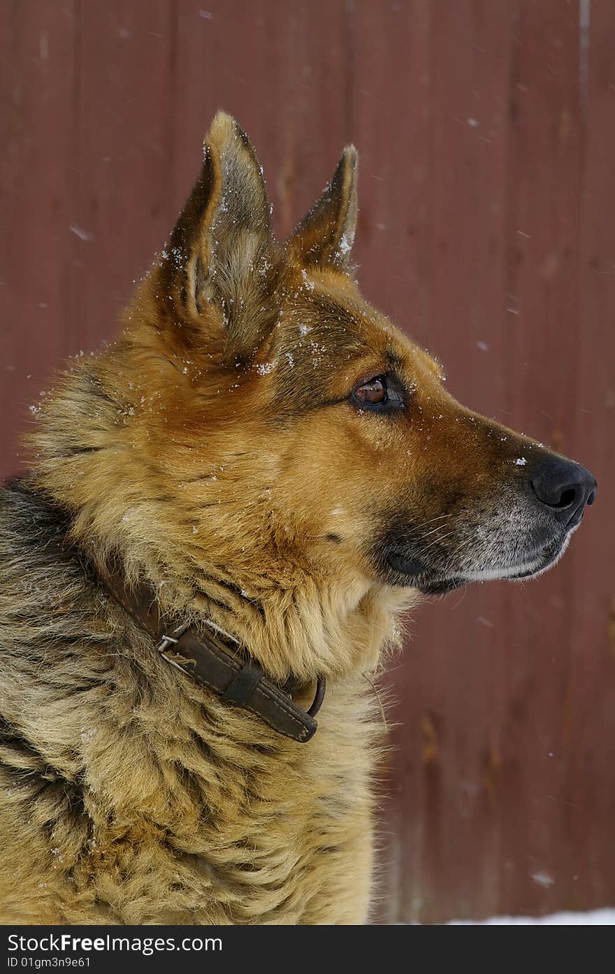 The portrait of German sheep dog, which attentively looks into the distance. The portrait of German sheep dog, which attentively looks into the distance