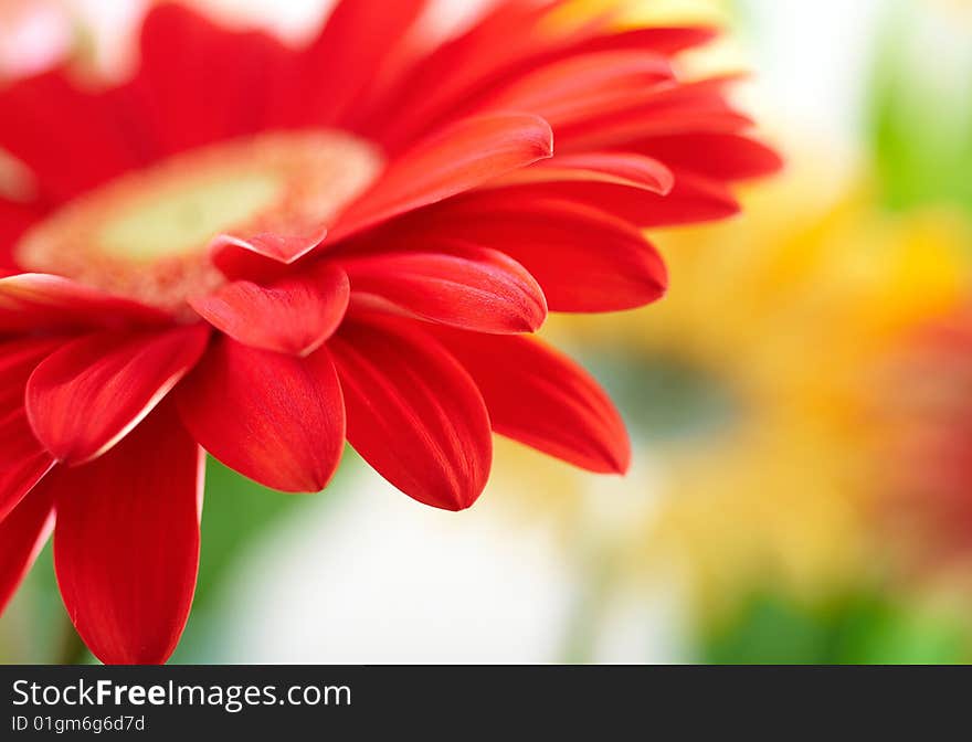 Closeup of red daisy-gerbera with soft focus