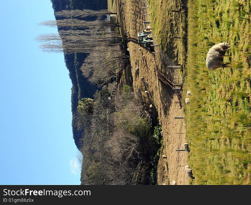 Farm scene