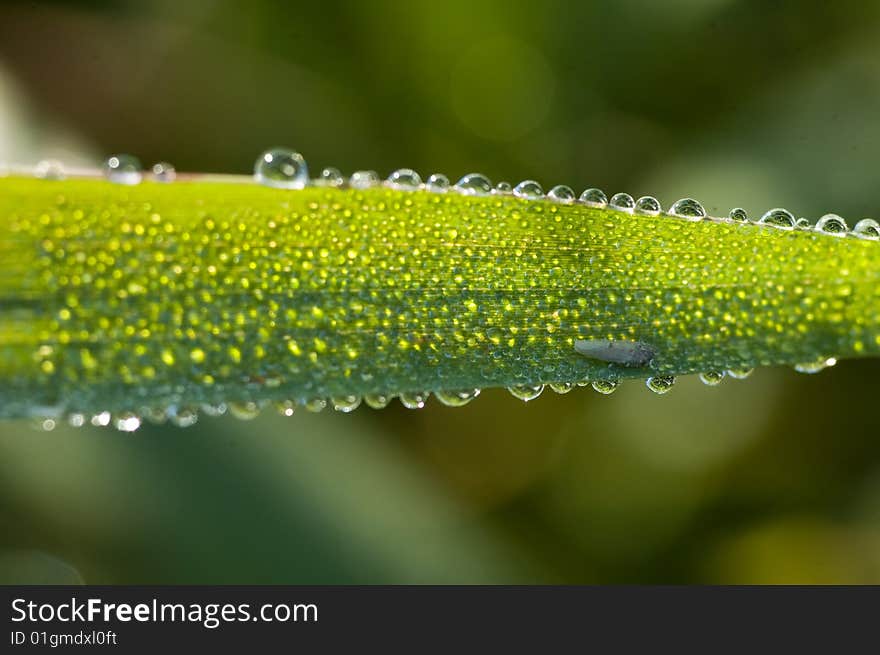 Morning Dew on Grass Leaf. Morning Dew on Grass Leaf