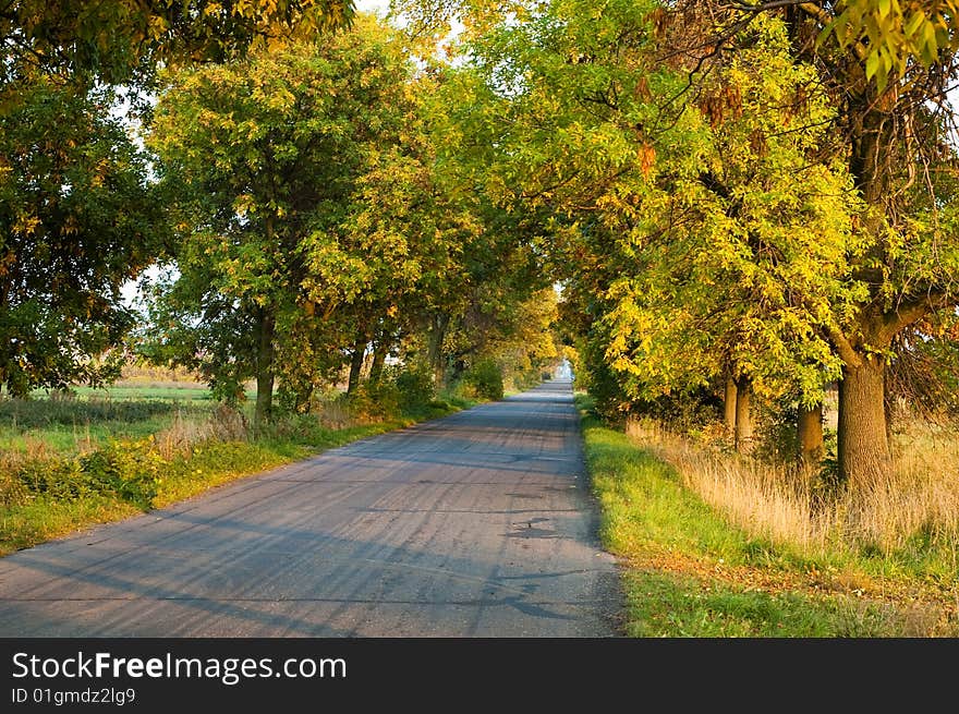 Autumn colors in the road