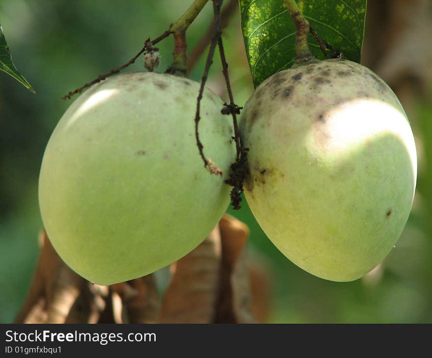 Green Raw Indian Mangoes on green background. Green Raw Indian Mangoes on green background