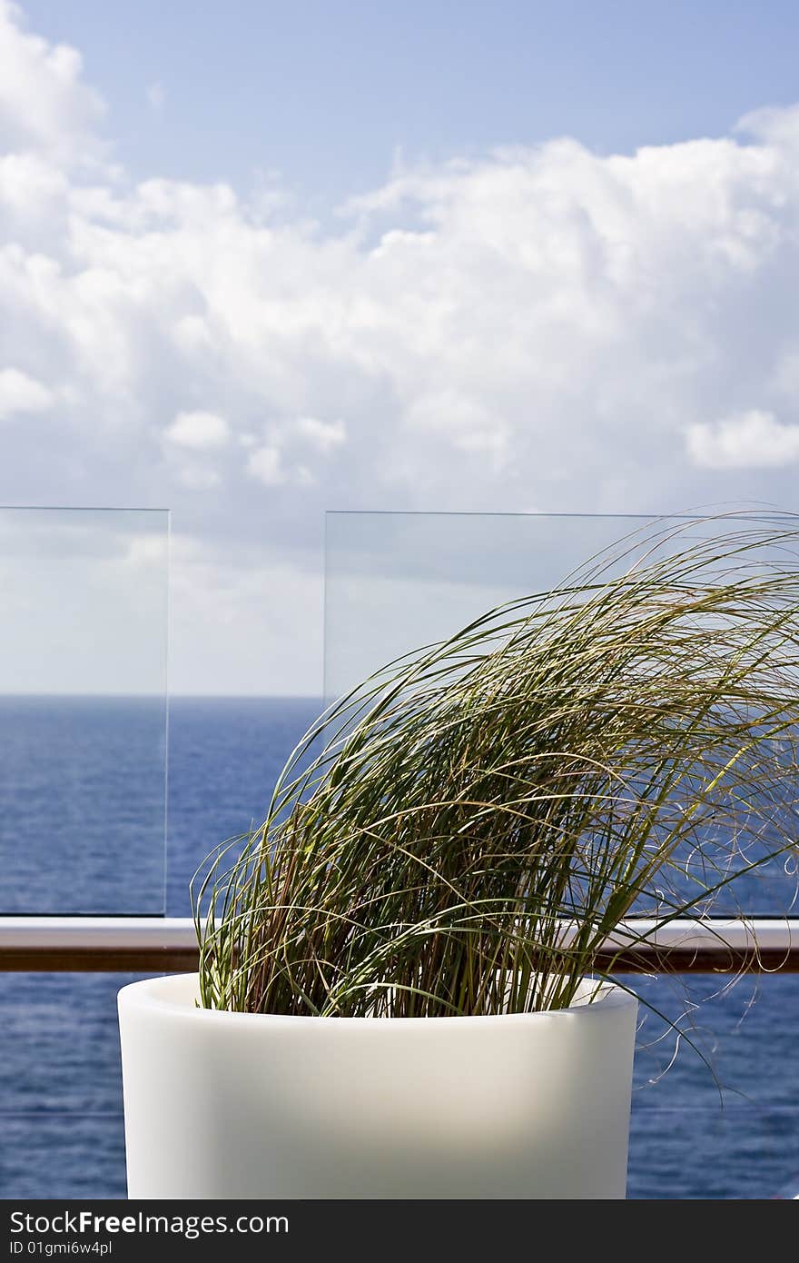 Windblown Grass by Sea