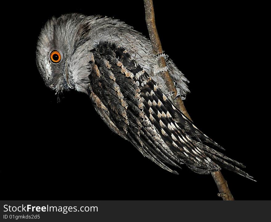 Tawny Frogmouth sitting on a branch at night