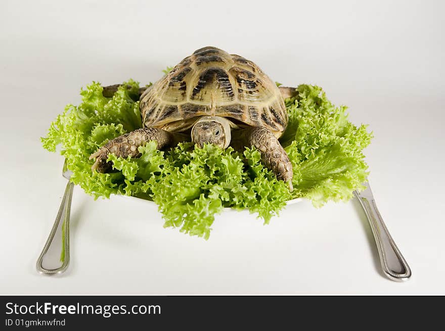 Animals and food. Tortoise fooding