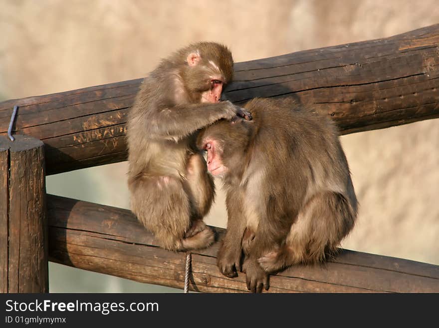 Two young monkeys clean each other a wool. It is photographed in the Moscow zoo