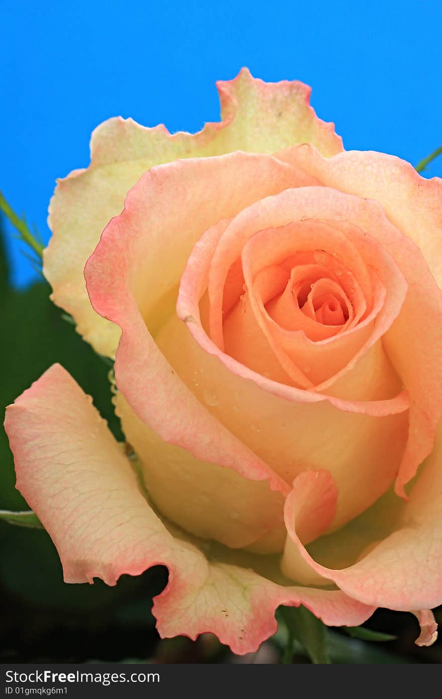 Drops of water on the petals of rose.