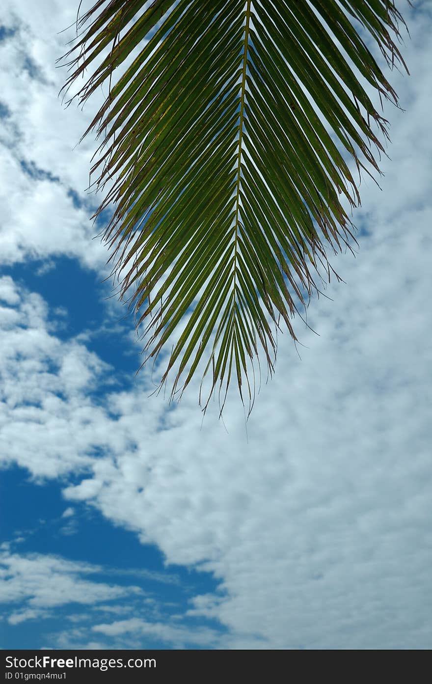 Palm And Sky