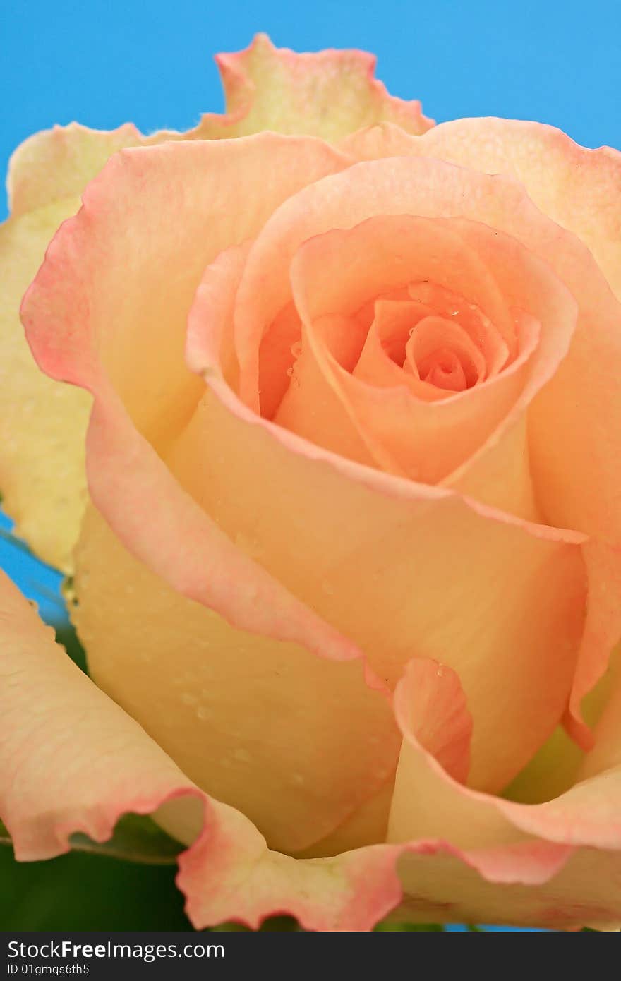 Drops of water on the petals of rose.