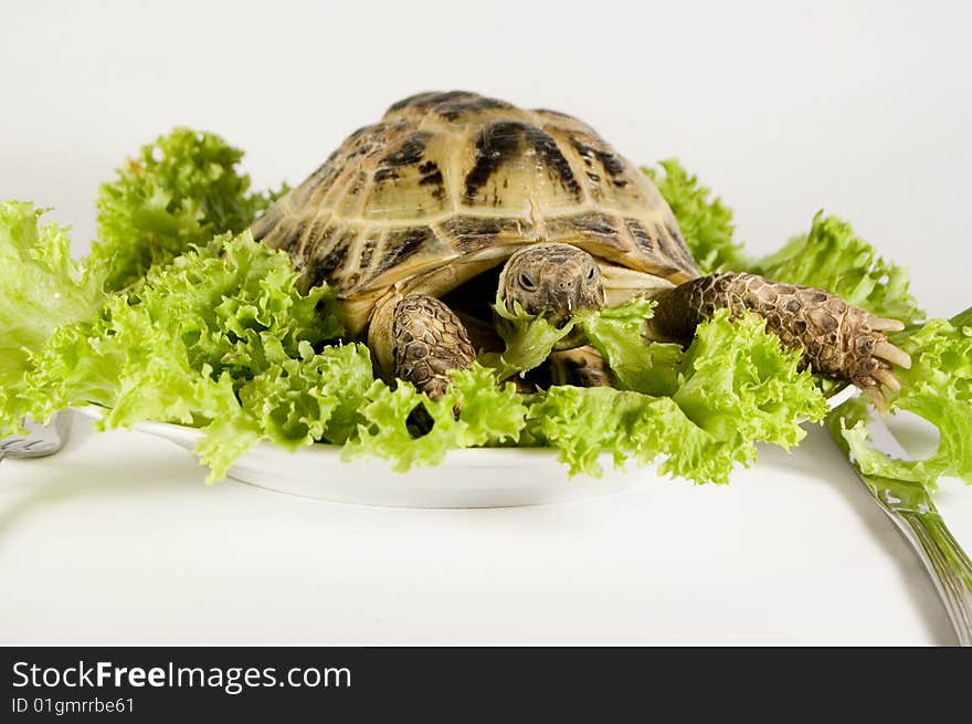 Animals and food. Tortoise fooding