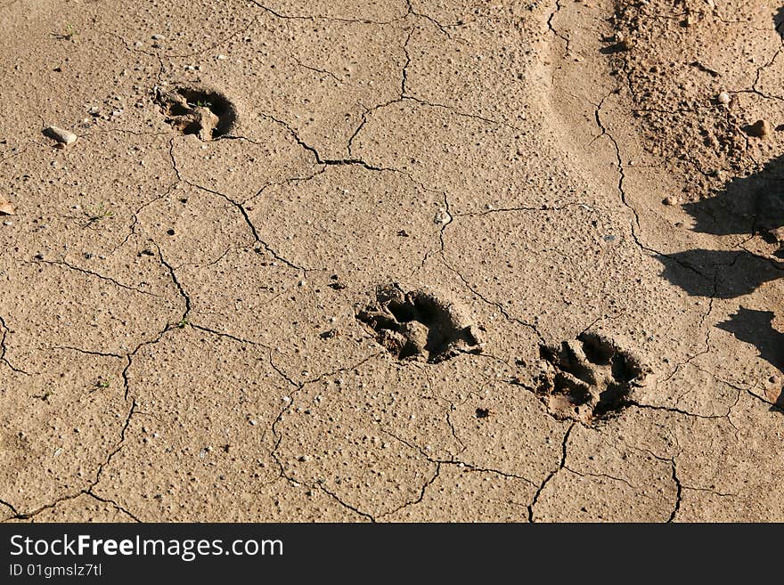 Old traces on the dried up ground