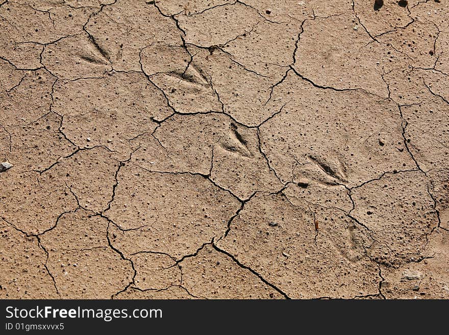 Old traces on the dried up ground