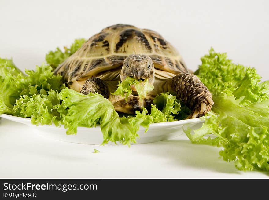 Animals and food. Tortoise fooding