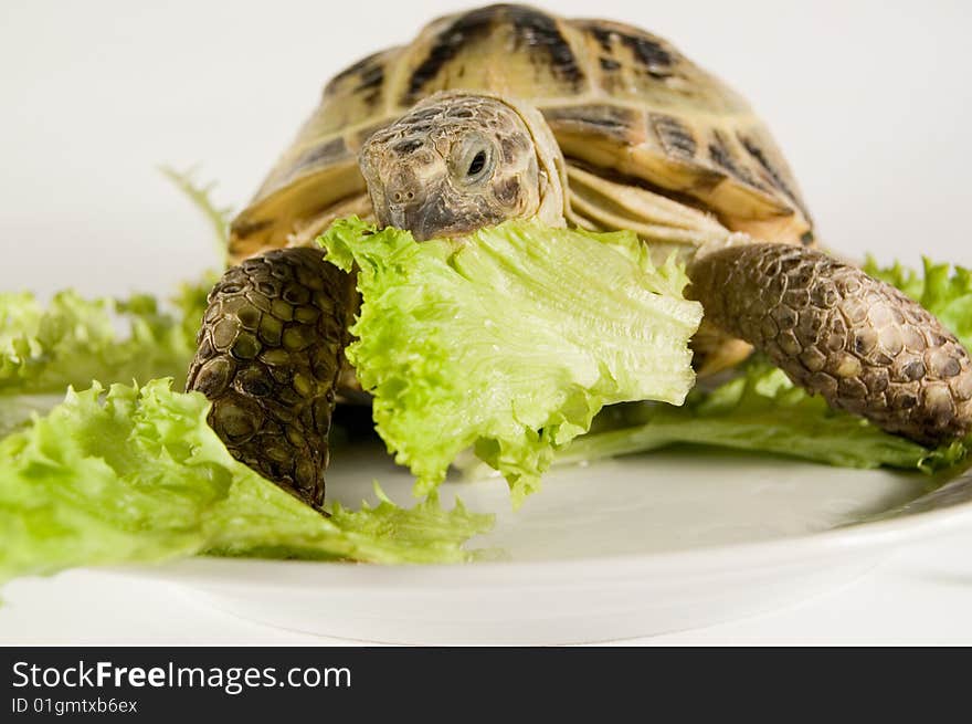 Animals and food. Tortoise fooding