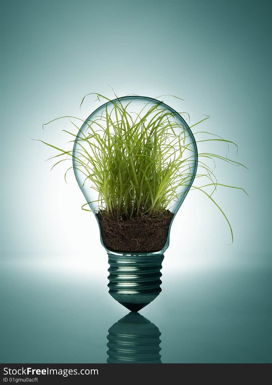 A Plant inside bulb isolated. A Plant inside bulb isolated