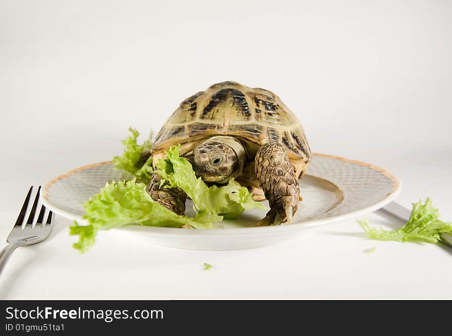 Animals and food. Tortoise fooding