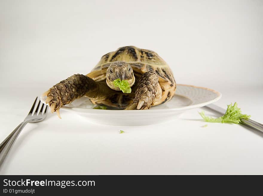 Animals and food. Tortoise fooding