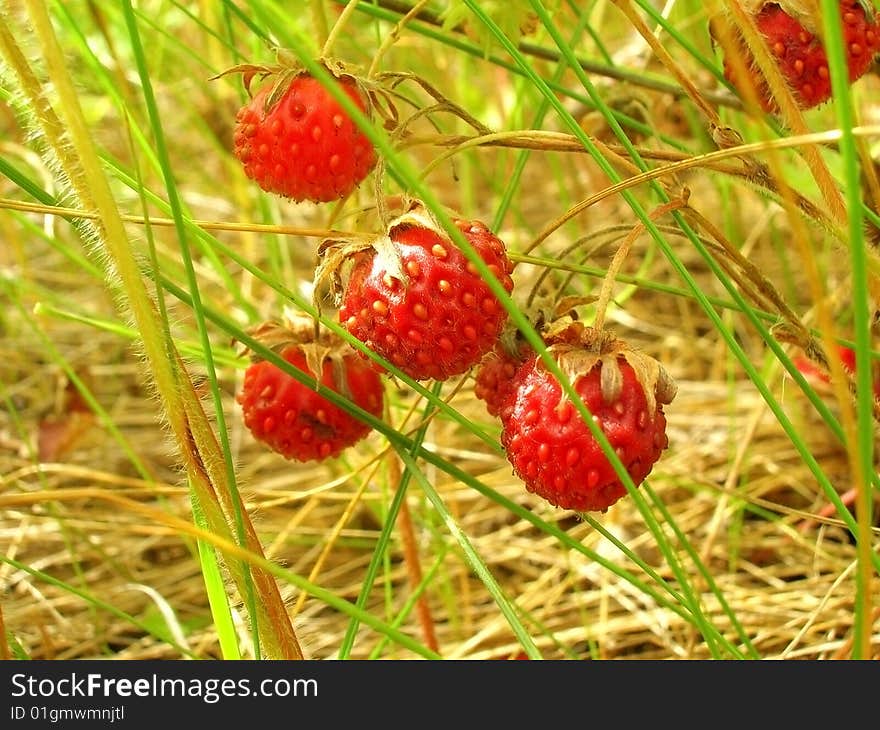 Wild strawberry in deep plant