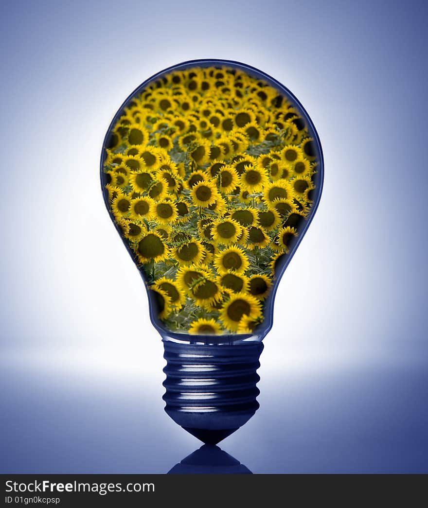 Image of light bulb and sunflowers