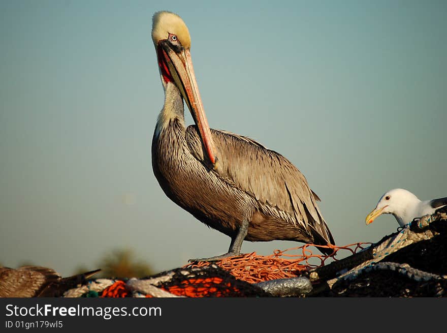 Pelican Stands on Netting