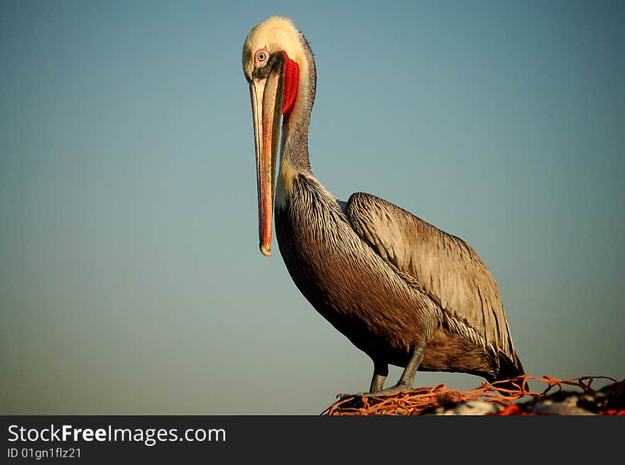 Pelican Standing on Netting