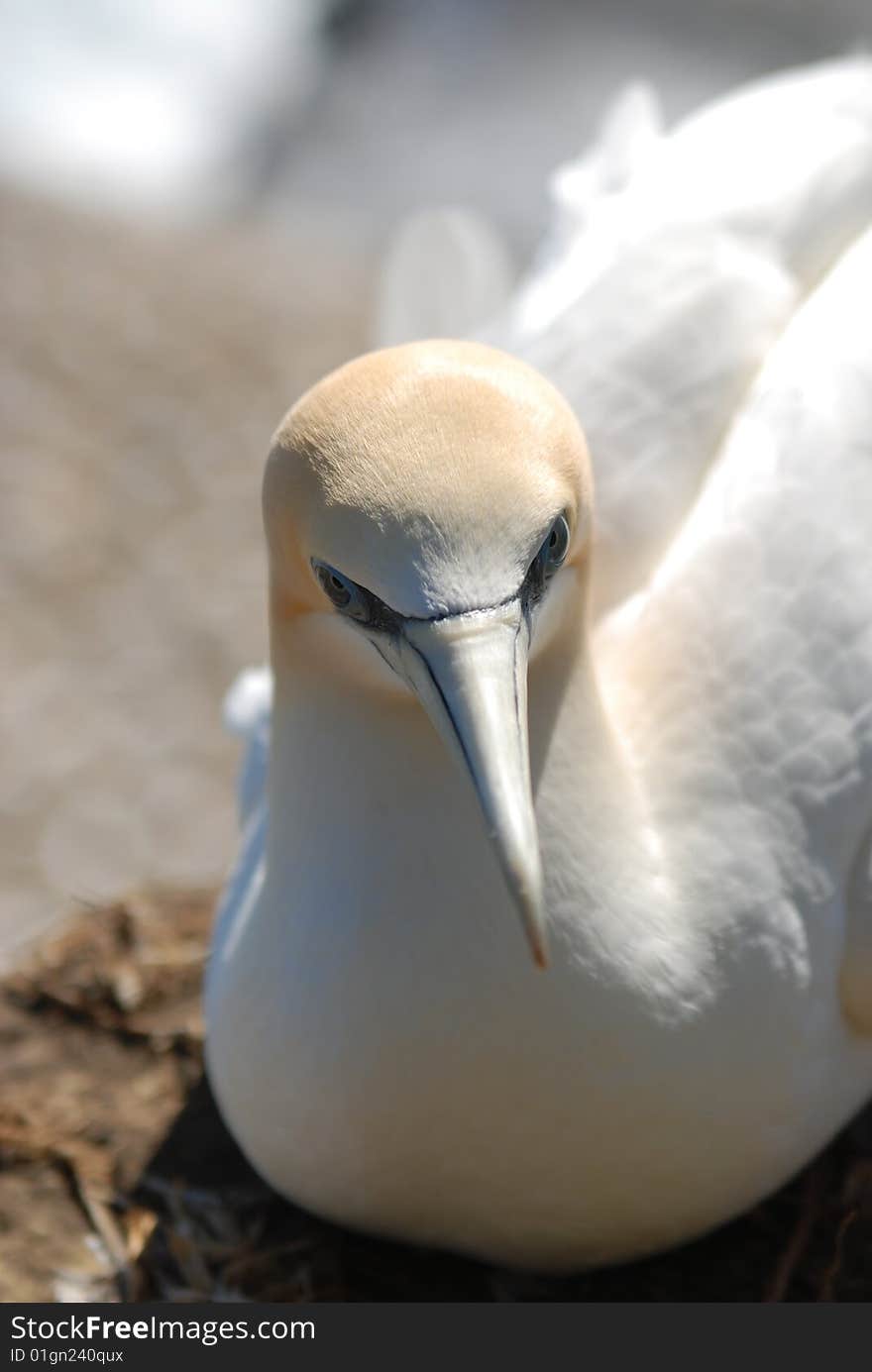 Gannets (Sula serrator) are large seabirds, with pointed wings and tail and powerfull conical beaks. They fish spectaculary for they food by diving into the sea from high above the water