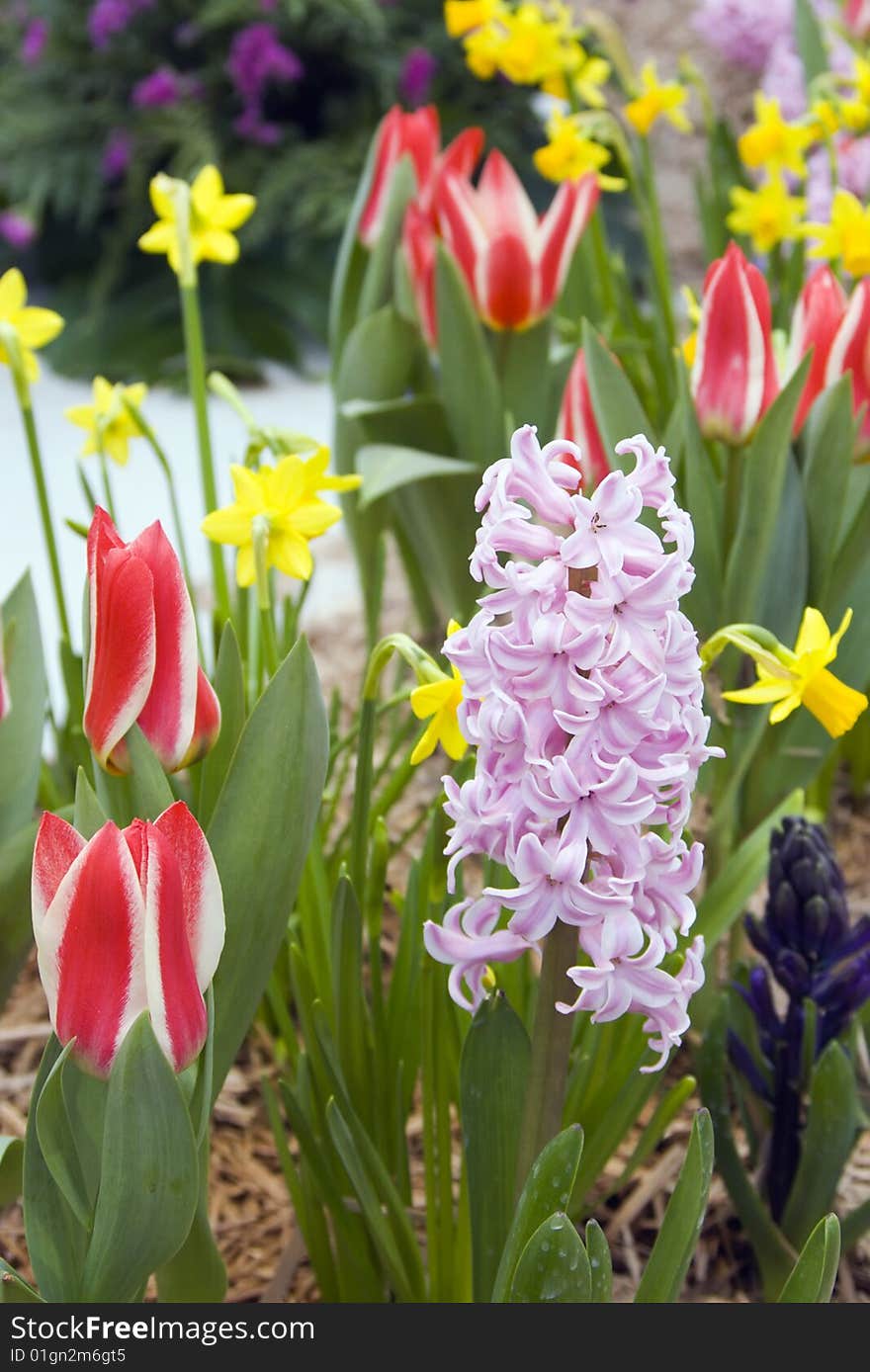 Spring flowers: tulips, narcissuses, hyacinths