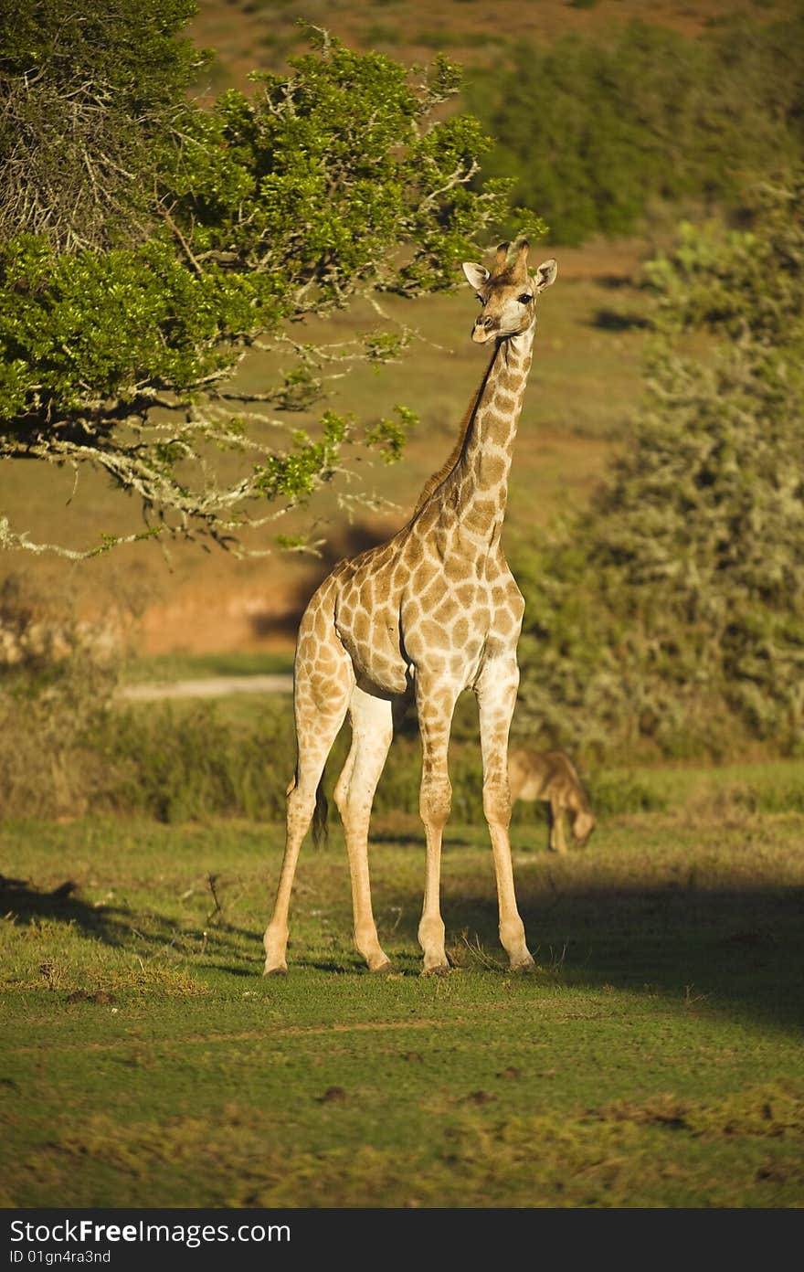 A young Giraffe enjoys the Golden Light. A young Giraffe enjoys the Golden Light