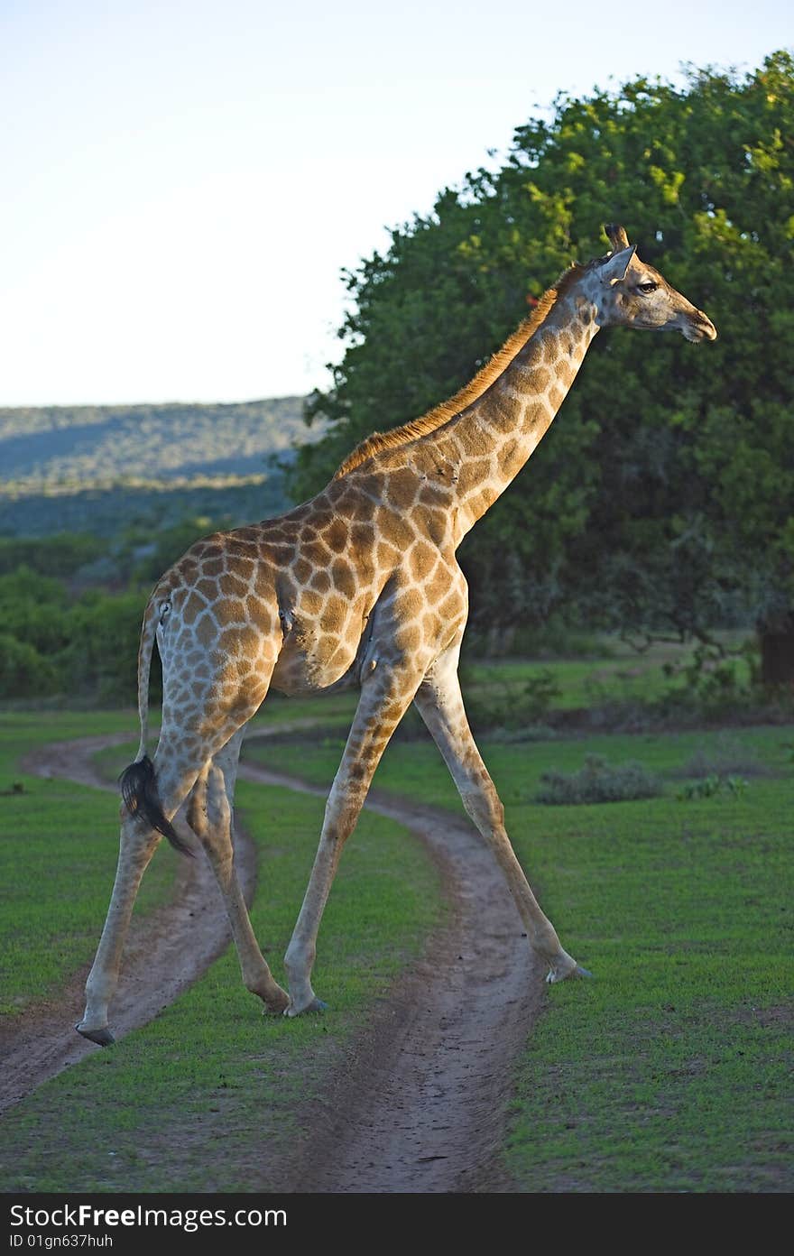 A young Male Giraffe walks past the Photographer. A young Male Giraffe walks past the Photographer