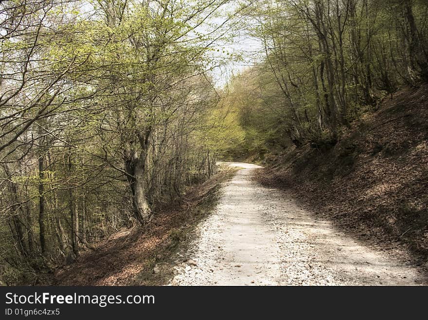 Path with trees at Picos Europa, north of Spain