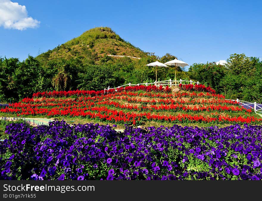 Mixed Flowers field