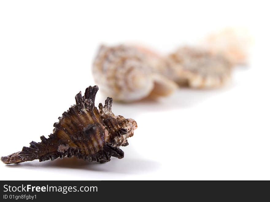 Shells on a white background