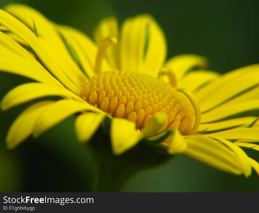 Yellow queen in its full beauty greeting the sunbeams